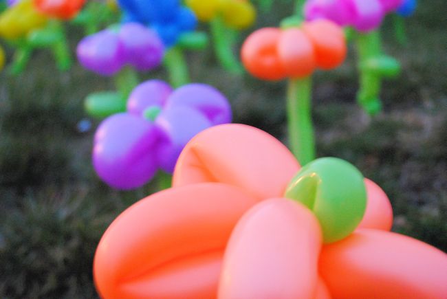 Balloon Flower Garden