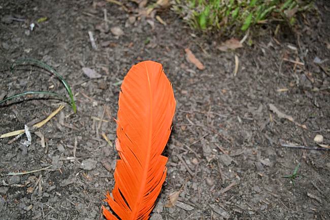 Pterodactyl Feathers RAOK | Uncustomary Art