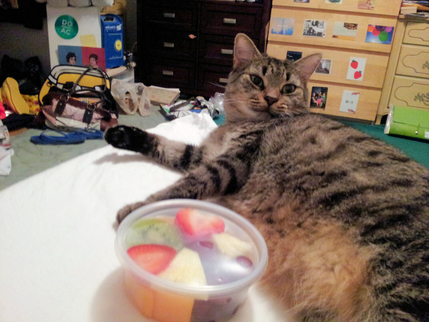 fruit cup cat