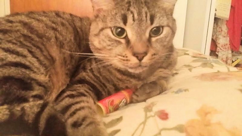 Bug and his push pop