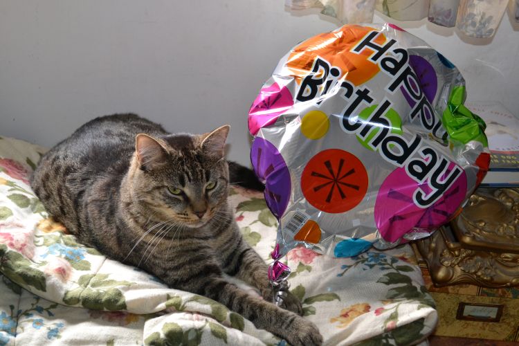 bug the cat birthday balloon