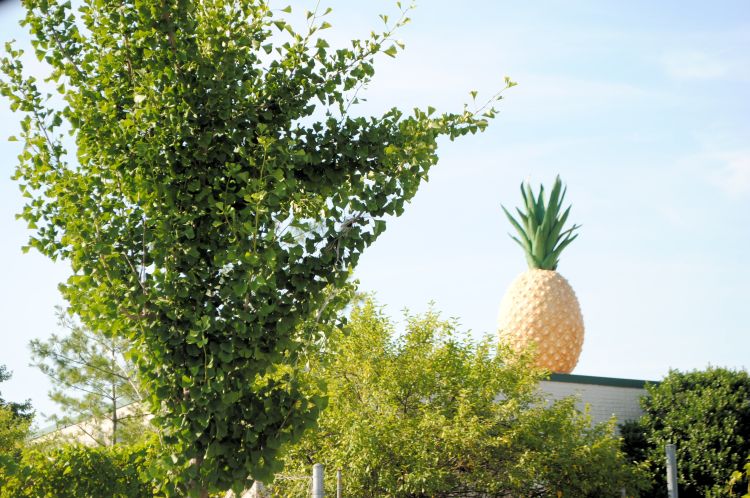 Roadside America Maryland Giant Pineapple On Roof Uncustomary Art