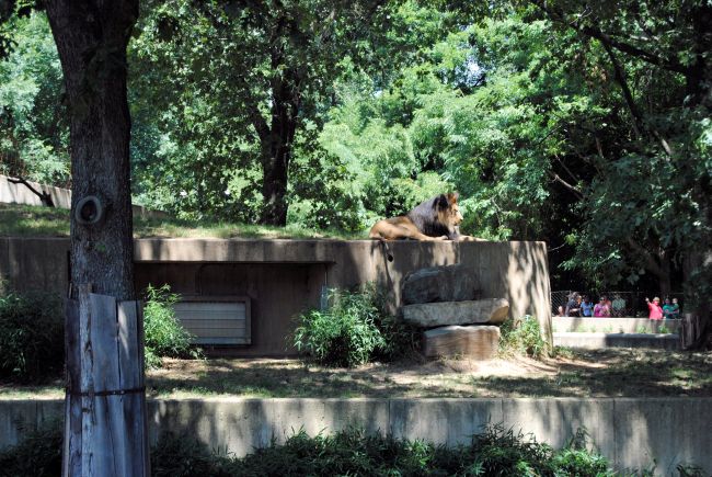 Washington DC Zoo