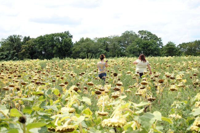 Sunflower Field in Bethesda, MD