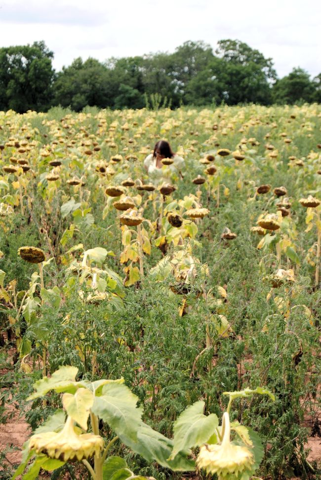 Sunflower Field Bethesda Maryland Uncustomary Art (7)