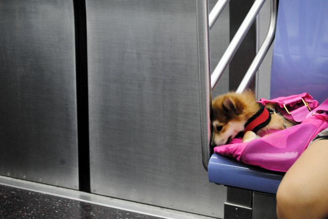 Weekly Happiness Uncustomary Art dog on subway