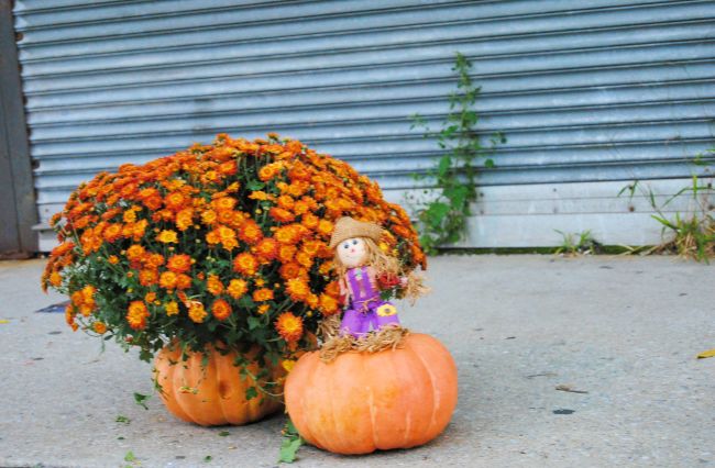 Halloween Pumpkin Guerrilla Gardening | Uncustomary Art