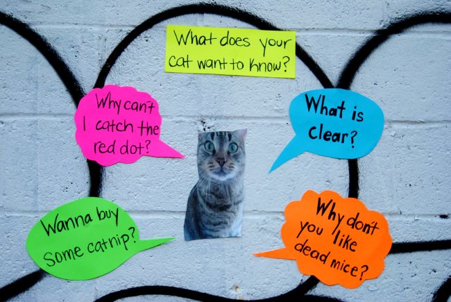 Answer Your Cat’s Questions