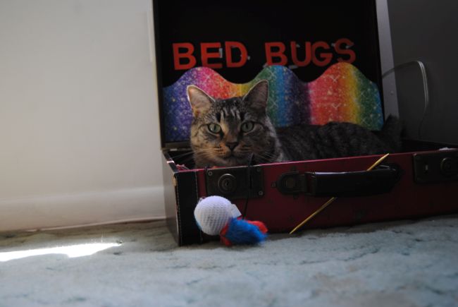 Bug’s Bed, Bed Bugs – Uncustomary Art (3)