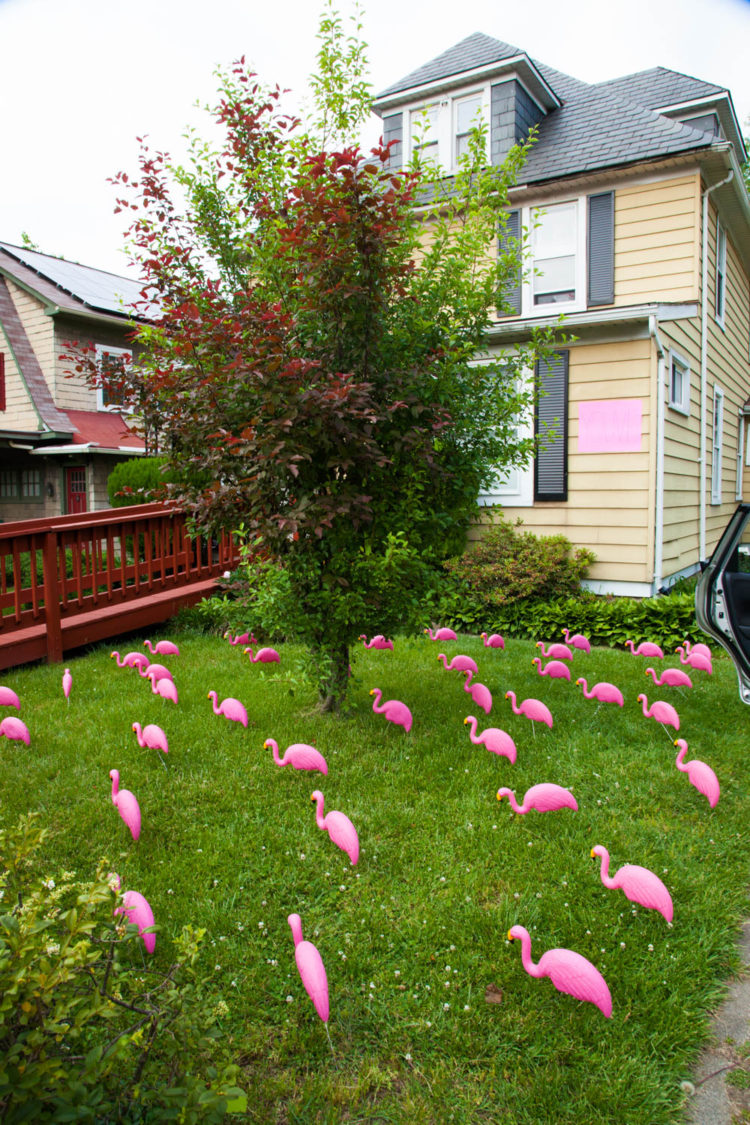 Flamingo Flocking | Uncustomary