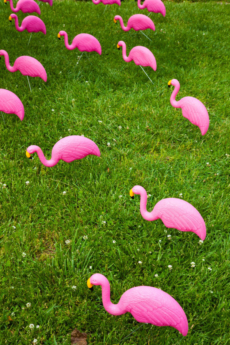 Flamingo Flocking | Uncustomary