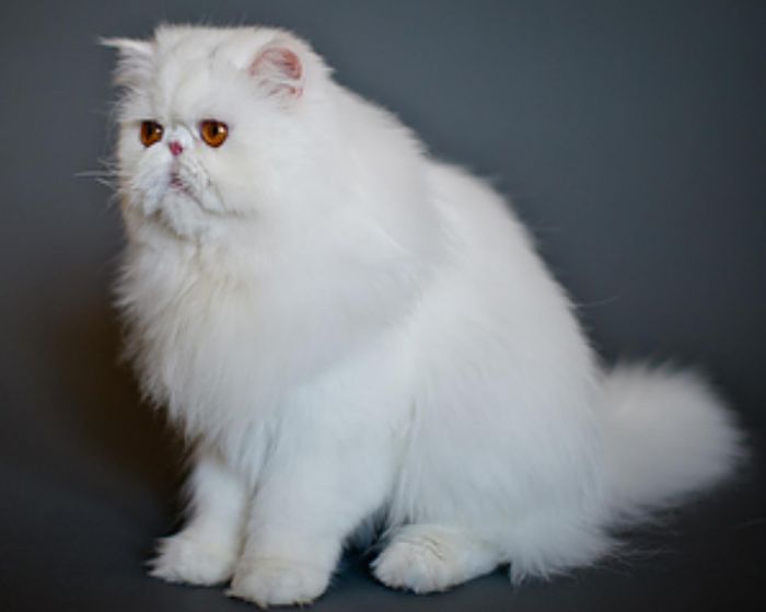 Cutest Cat Breeds In The World | Uncustomary