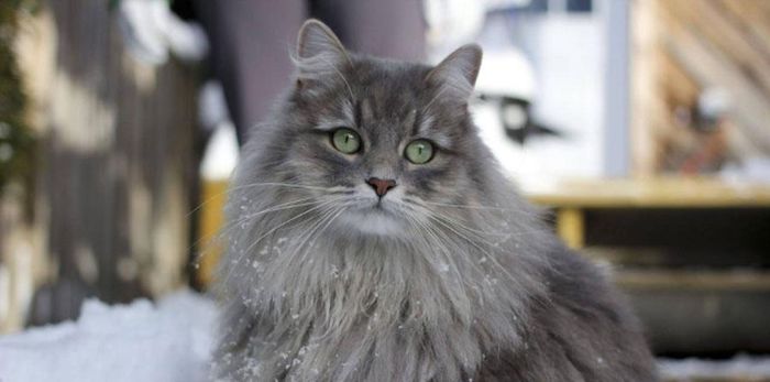 Cutest Cat Breeds In The World | Uncustomary