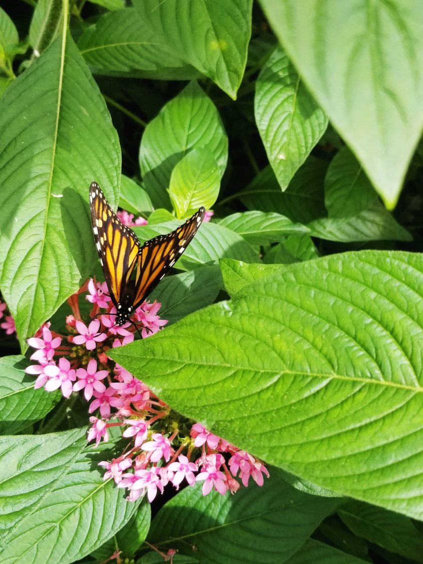 Bucket List: Visit A Butterfly Garden | Uncustomary