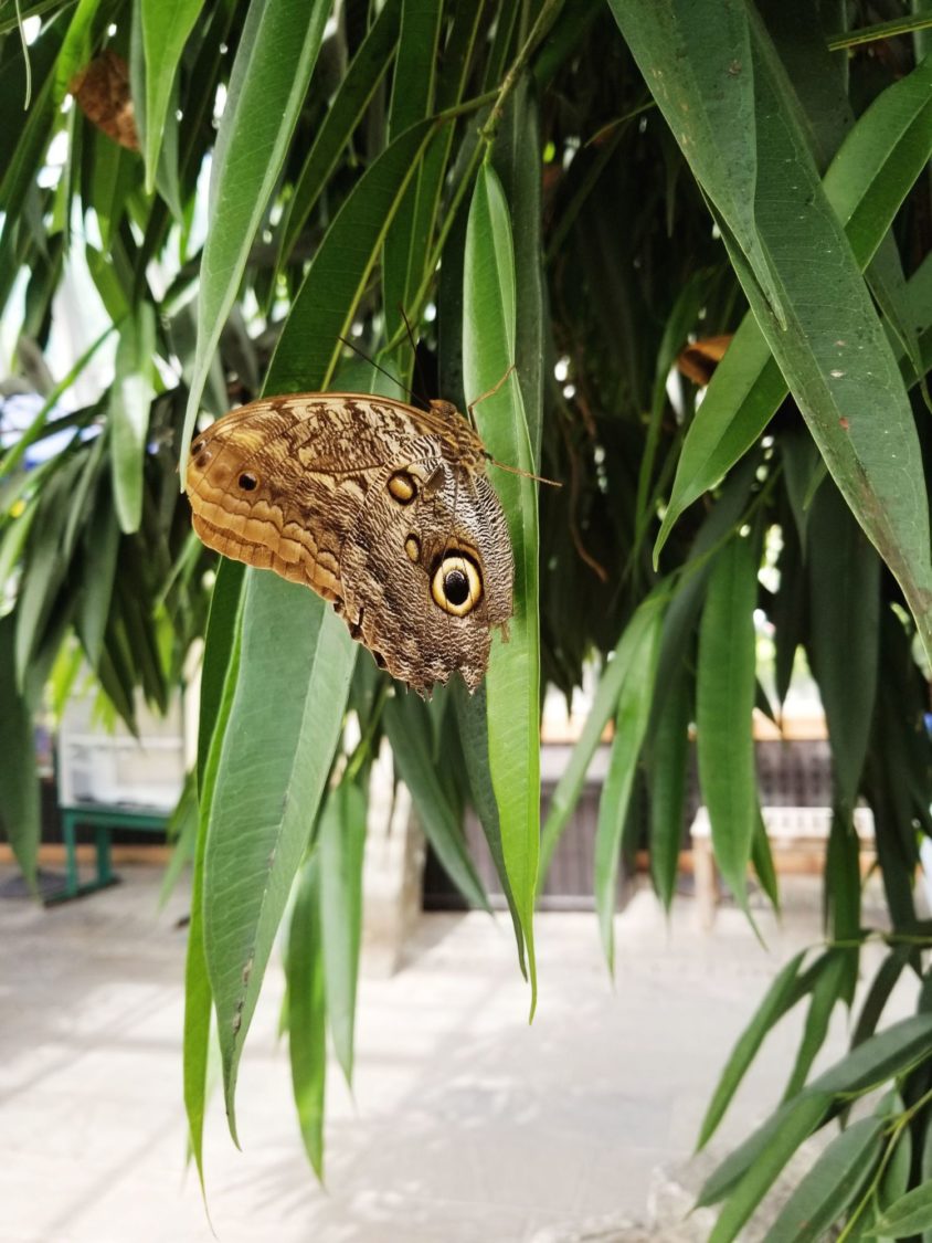 Bucket List: Visit A Butterfly Garden | Uncustomary