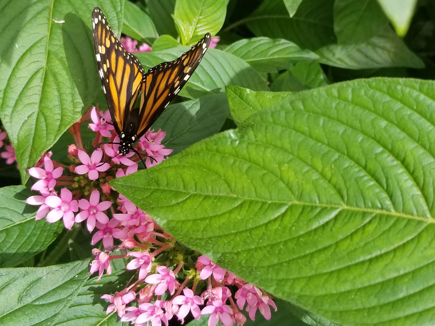 Bucket List: Visit A Butterfly Garden