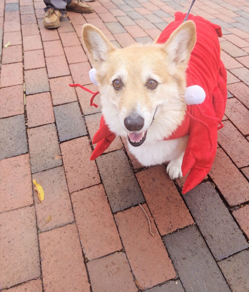 Halloween Costumes HowlOWeen Parade Annapolis Uncustomary (10