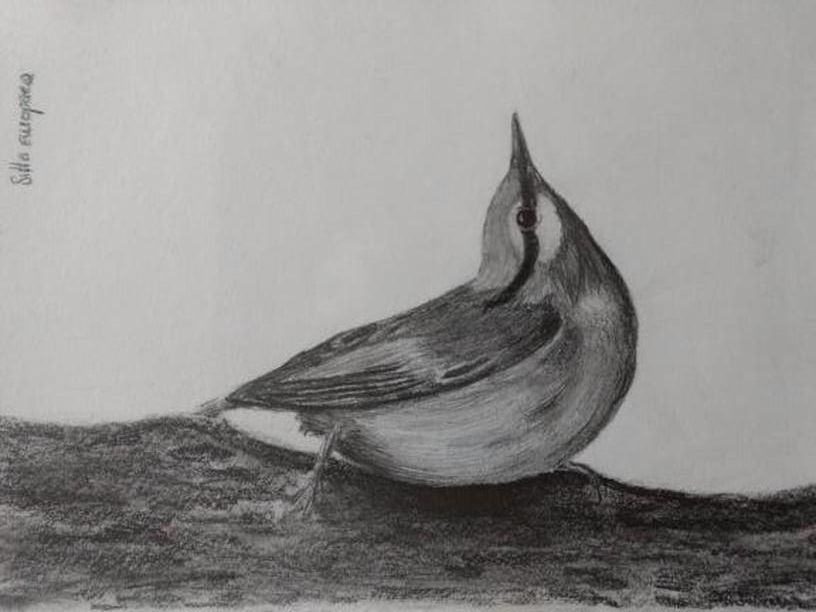 Draw A Bird Day (2019) | Uncustomary
