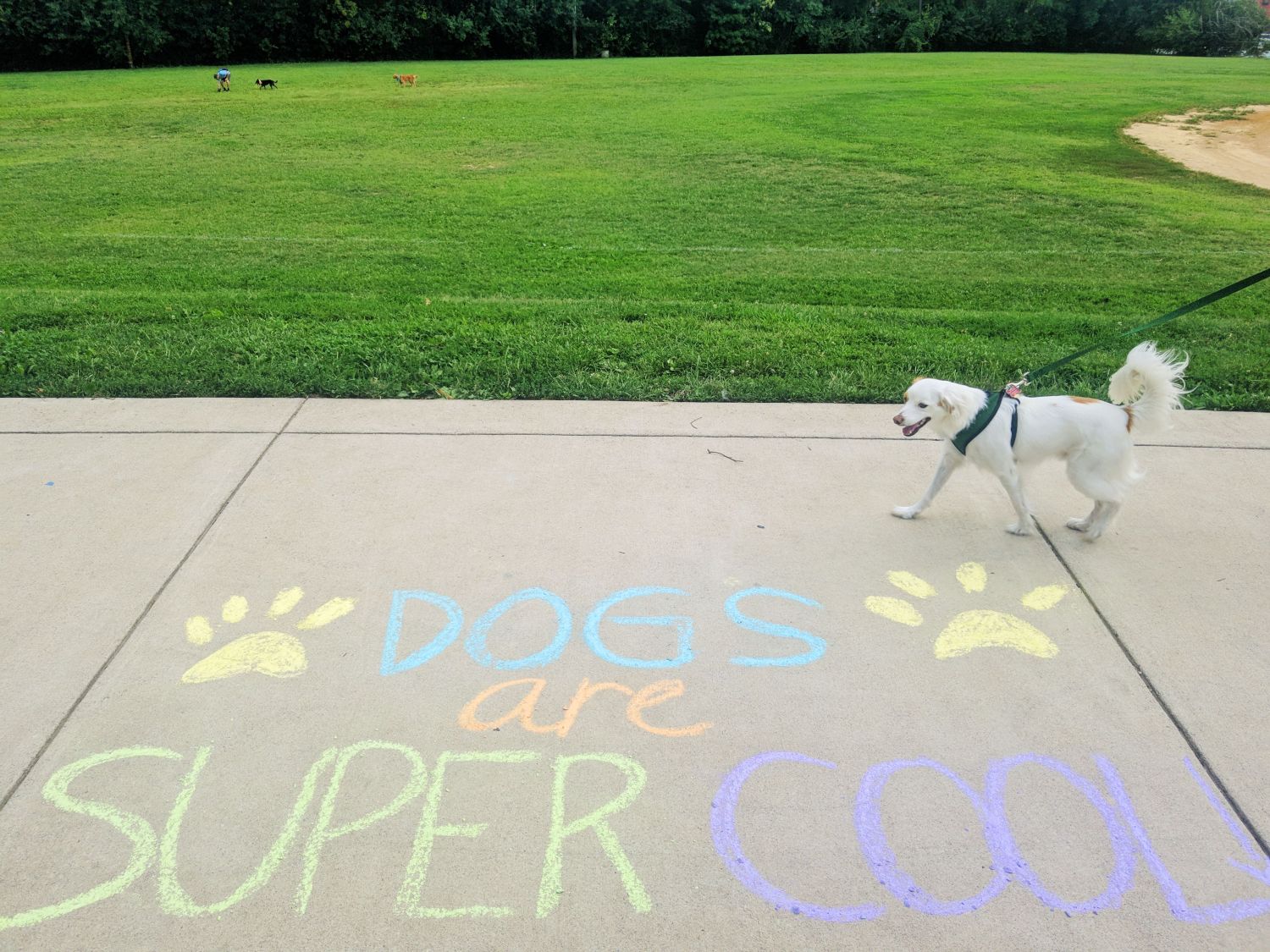 Dogs Are Super Cool Guerrilla Art – Uncustomary (10)