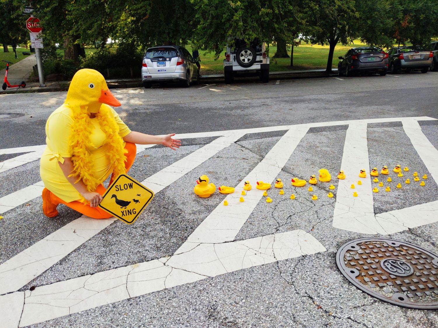 Mama Duck Crossing Street With Her Rubber Ducklings | Uncustomary