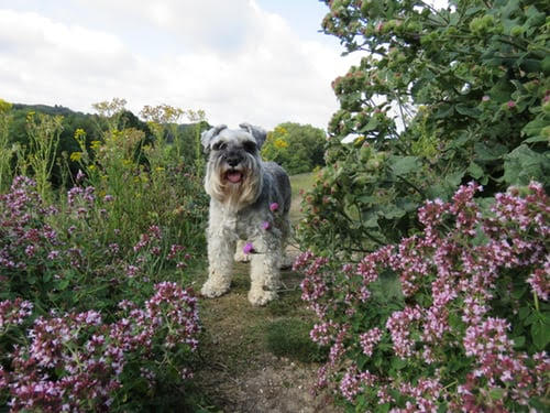 Top 5 Tips On Creating A Dog-Friendly Garden – Uncustomary (2)