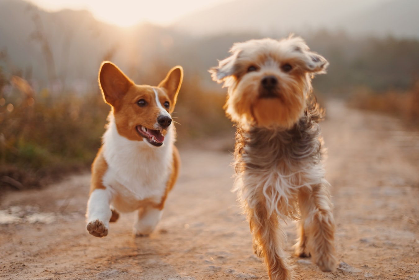 CBD Oil: A Wonder Panacea Even For Our Canine Friends | Uncustomary