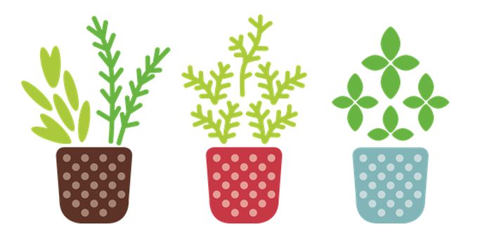 5 Common Herb Gardening Mistakes to Avoid for Beginners