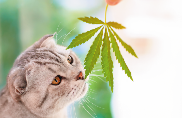 Some Important things To Know About CBD Oil For Cats – Uncustomary (1)