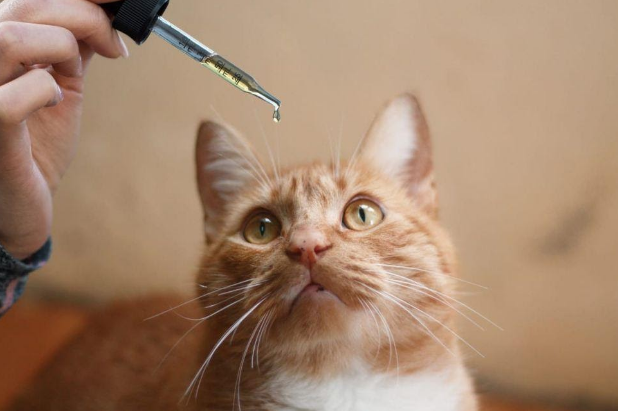 Some Important Things To Know About CBD Oil For Cats | Uncustomary