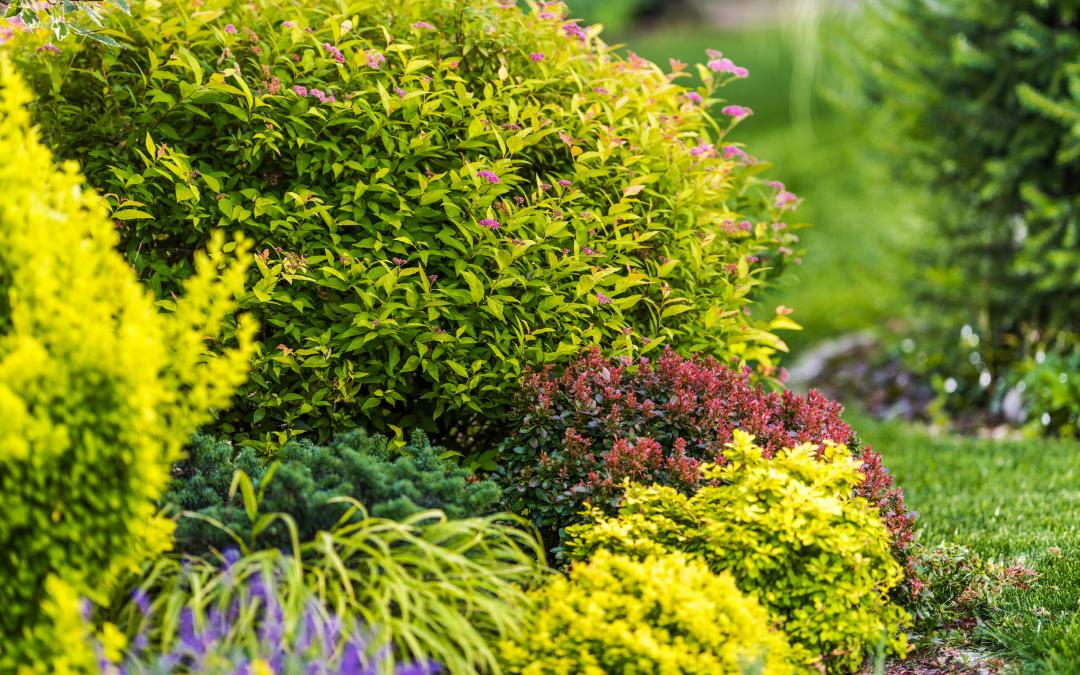 A Beginner’s Guide to Planting Shrubs