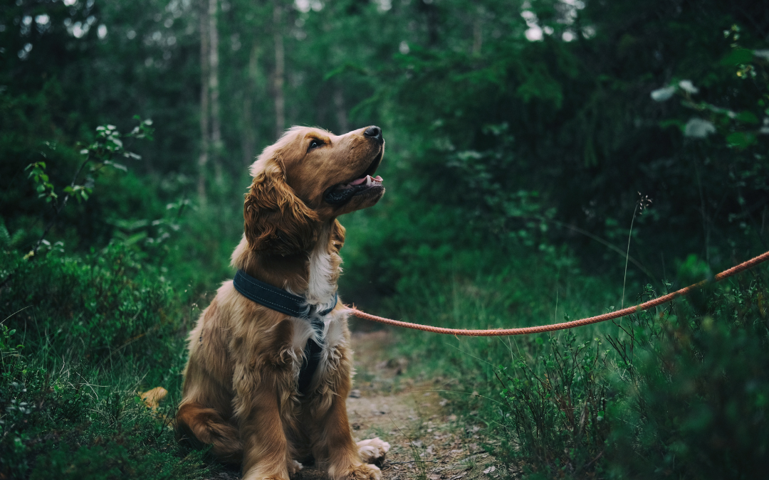 CBD for Dogs: Can It Help Your Furry Friend?