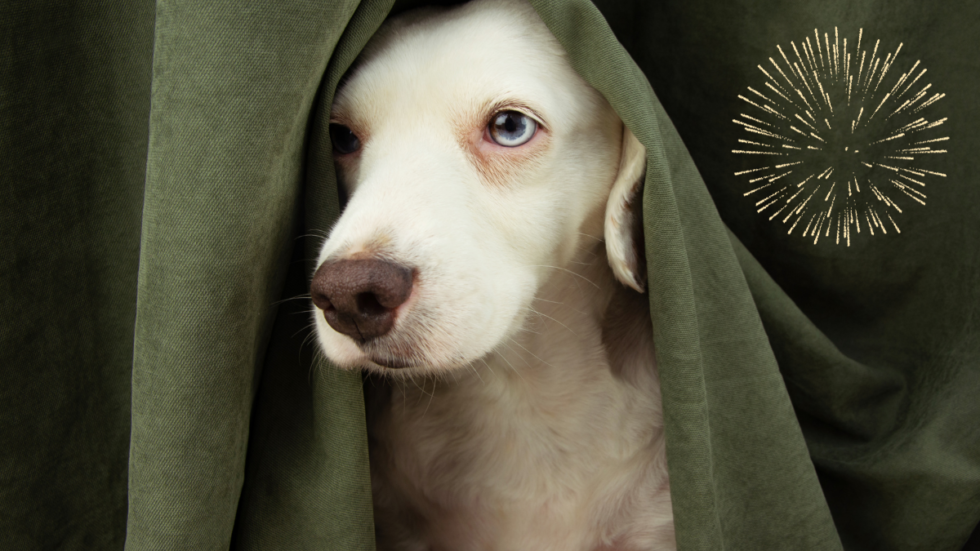 Choosing the Right CBD for Dogs with Fireworks Anxiety Uncustomary