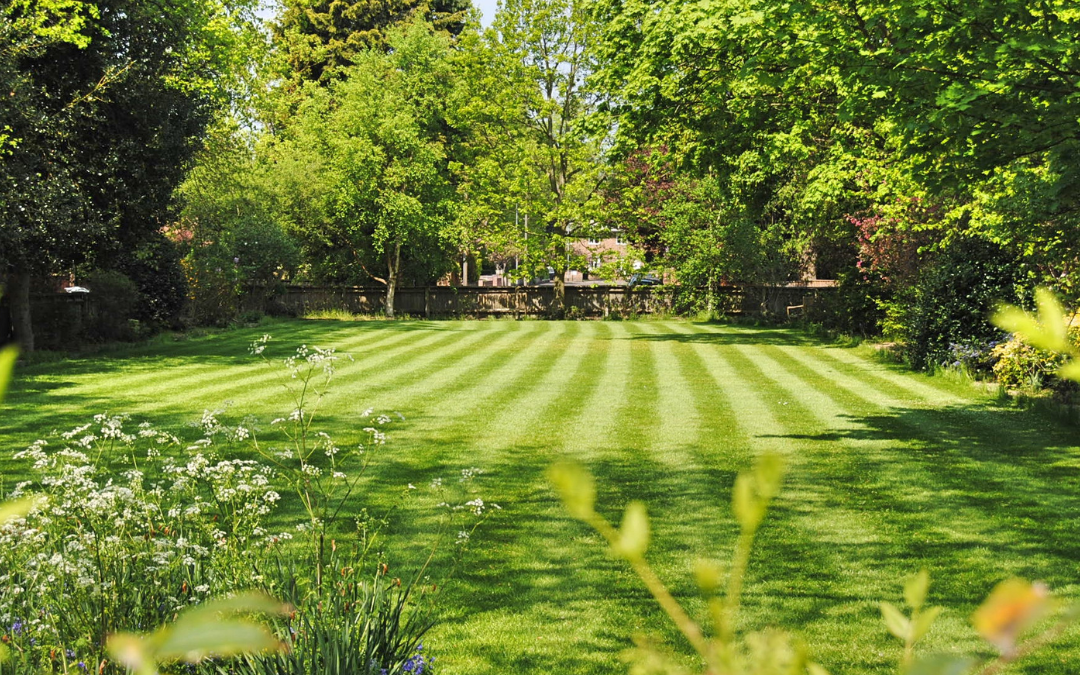 The Importance of Regular Lawn Care