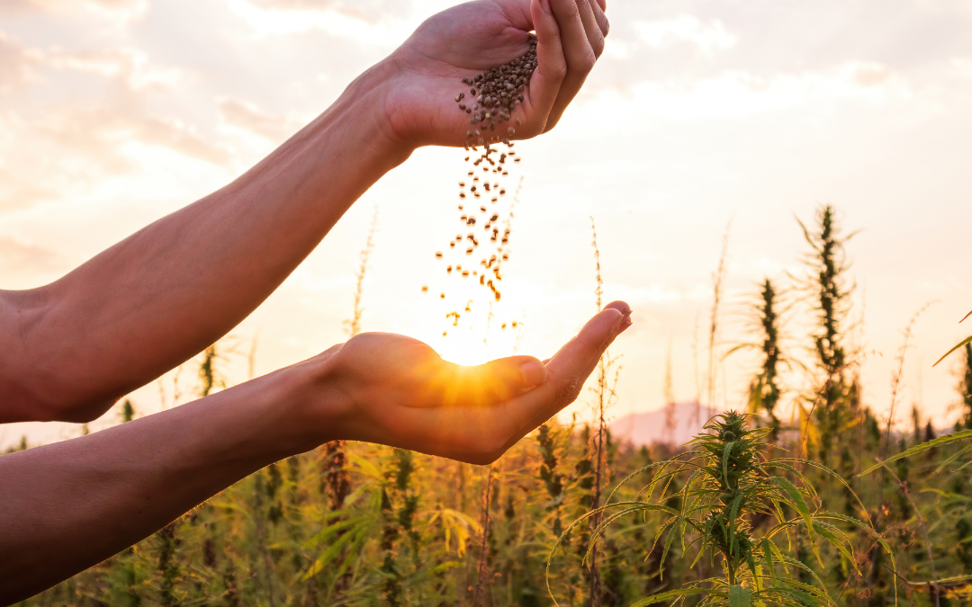 How to Choose the Right Cannabis Seed Bank in the USA: A Comprehensive Guide