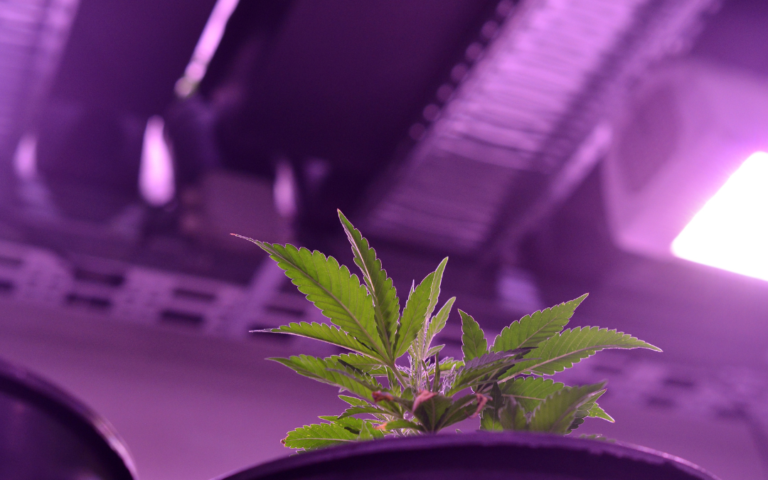 Indoor vs. Outdoor: Choosing the Right Environment for Growing Cannabis