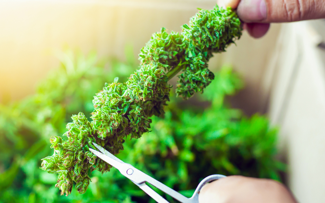 The Distinct Characteristics of Indica Strains and Their Benefits