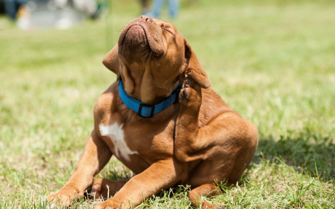 What are the Active Ingredients in Flea Collars that Protect Your Dog from Fleas and Ticks