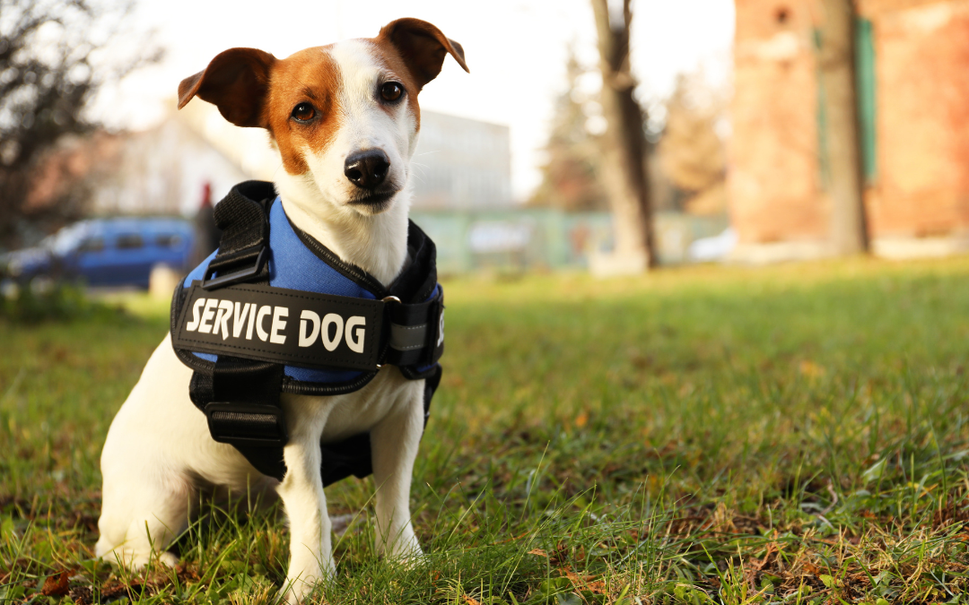 What Is an ESA Letter and Who Actually Qualifies to Get One?