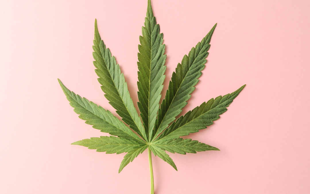 Exploring Safe and Legal Cannabis Access for New Consumers