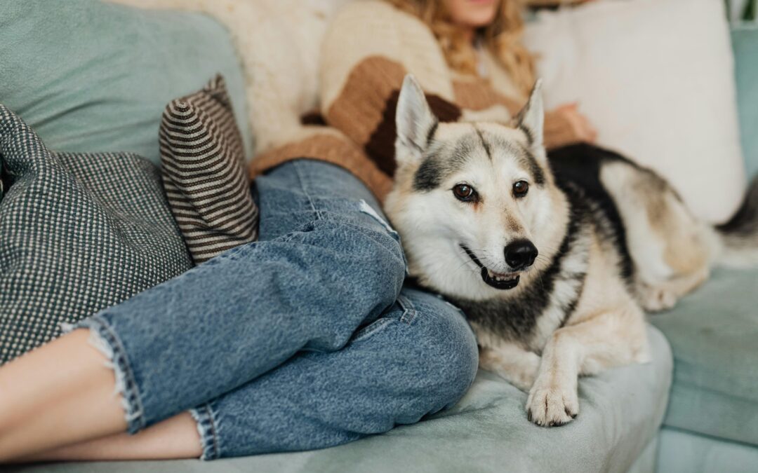 Paws For Thought: Pet-Friendly Decor Tips For Your Apartment