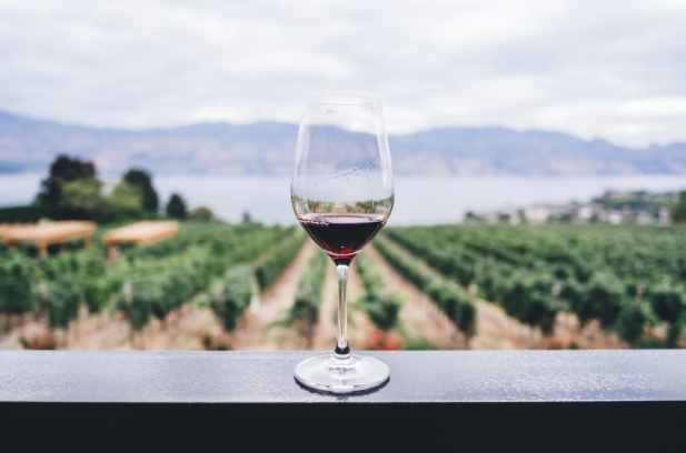 How Wine Chillers Support a More Intentional Drinking Experience