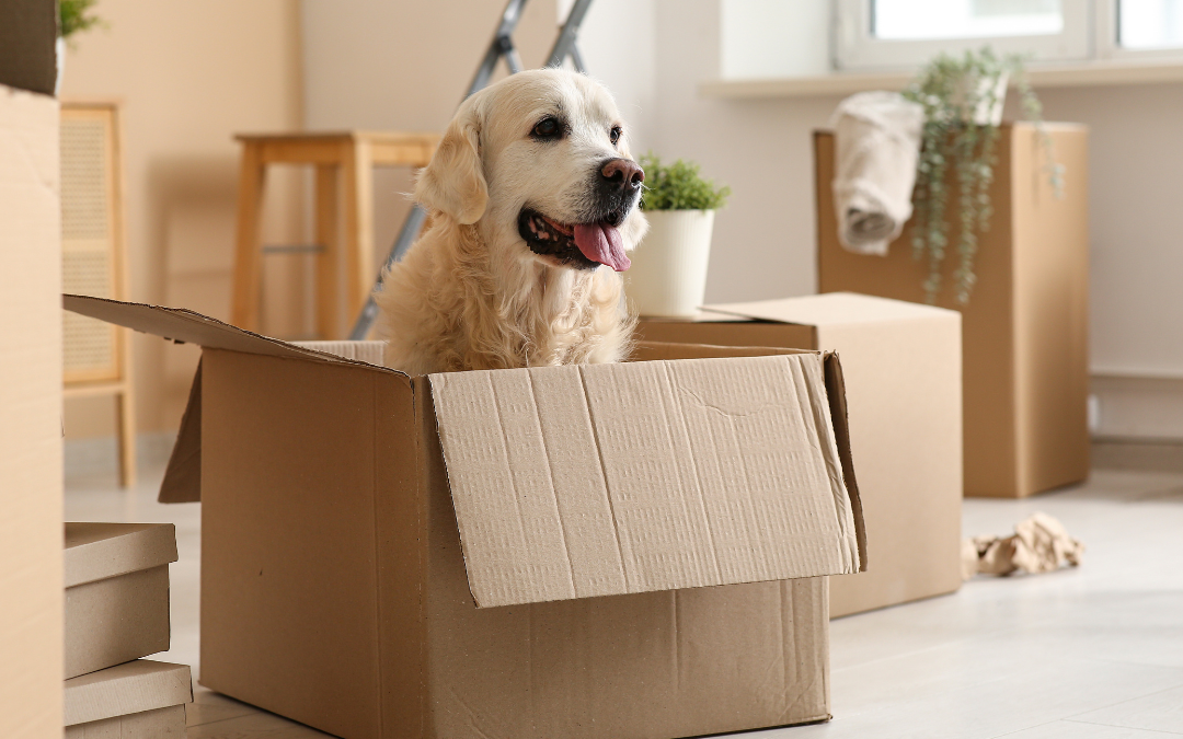 Looking after Your Pets During a Move