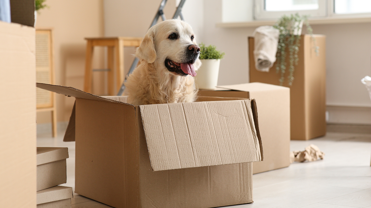 Looking after Your Pets During a Move