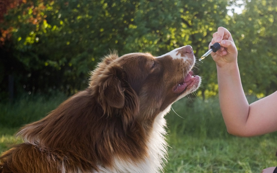 Ways To Choose the Right CBD Dog Supplements for Different Breeds and Sizes
