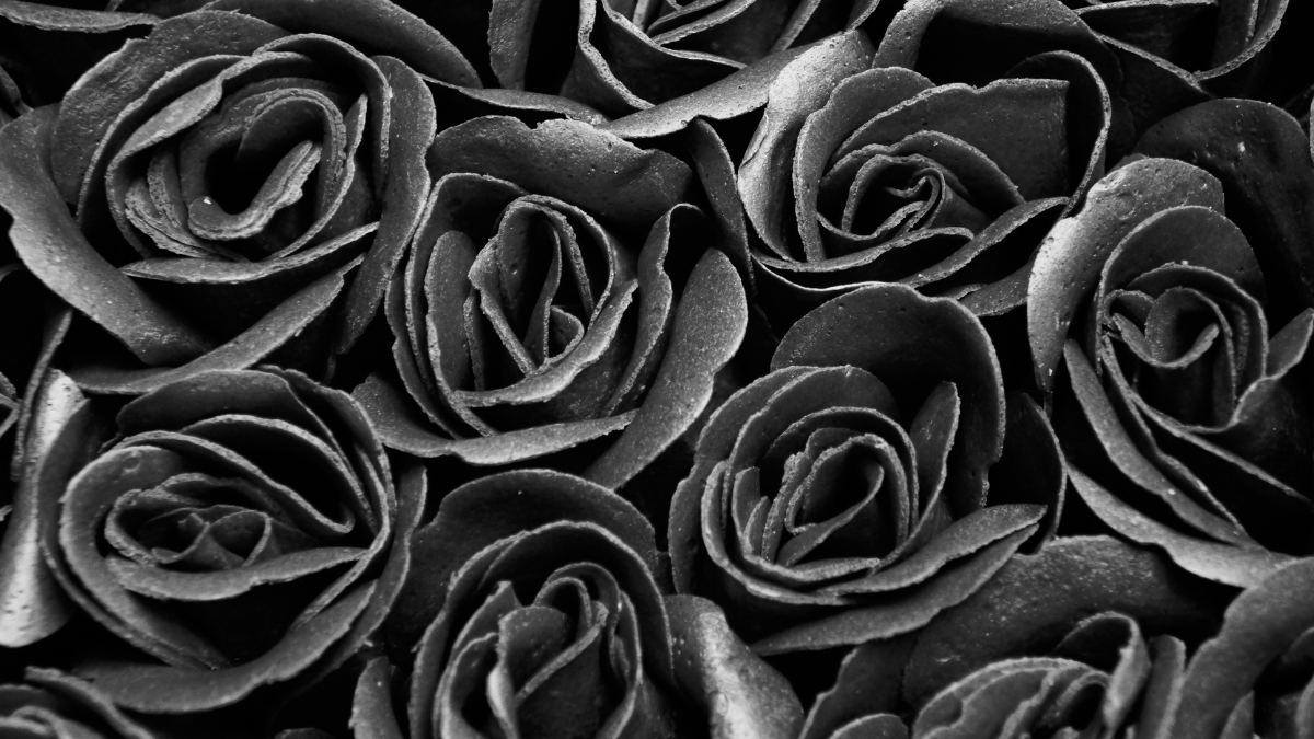 Black Roses for Delivery What They Mean and When to Send Them