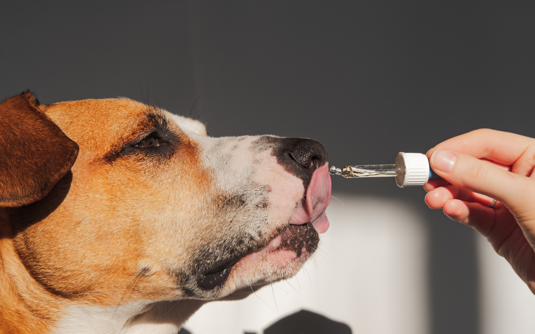 Tips for Finding the Right Supplement for Your Dog’s Life Stage