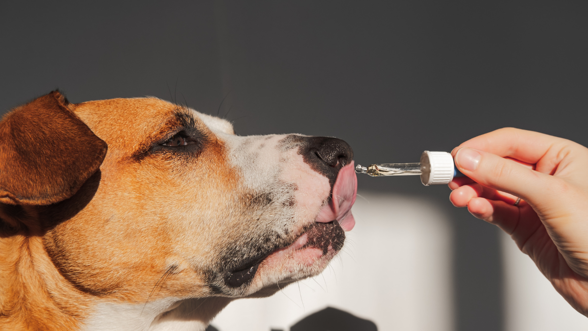 Tips for Finding the Right Supplement for Your Dog’s Life Stage