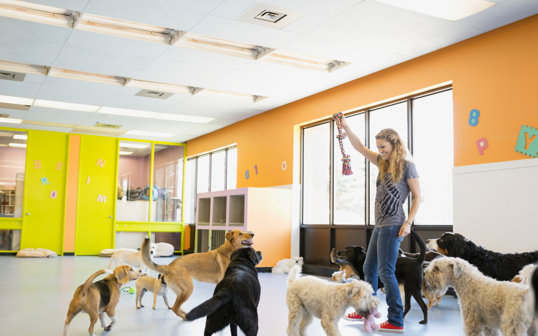 Dog Daycare Routines for Dogs That Need Productive Activity During Long Workdays