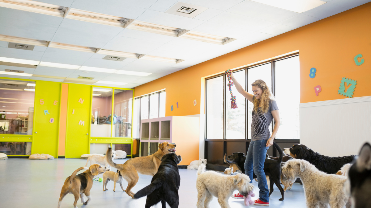 Dog Daycare Routines for Dogs That Need Productive Activity During Long Workdays Long workdays can create a difficult scheduling gap for dog owners. Morning and evening walks may provide useful ac