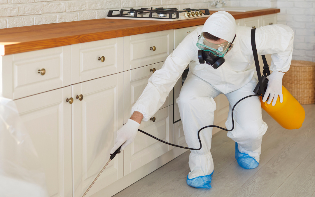 How Kitchen Pest Activity Can Reveal Hidden Entry Routes Behind Cabinets and Appliances